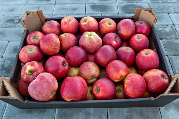 greenfrut-hranilische-0119006B006-93EA-B12F-C31D-3B8C0CD971AE.webp